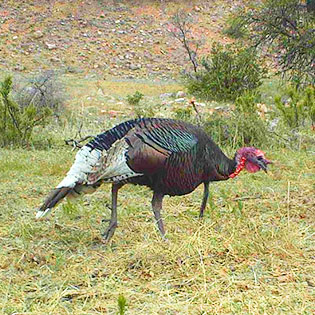 Turkey New Mexico Department Of Game Fish