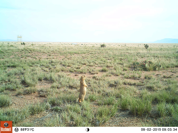 are prairie dogs invasive