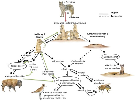 Summary of services provided by prairie dogs. Drawings by Sharyn Davidson.