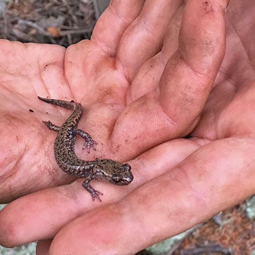 Share with Wildlife – Project Highlight: Tracking Divergence Between Salamander Populations