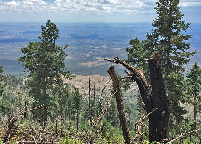 Share with Wildlife – Project Highlight: Tracking Divergence Between Salamander Populations