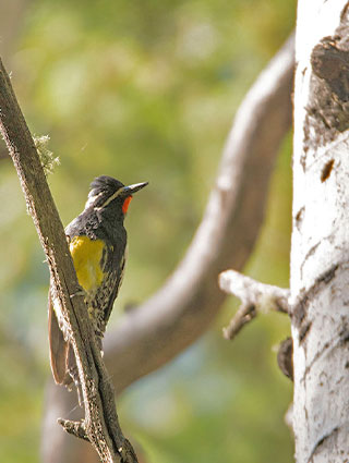 Share with Wildlife – Project Highlight: Surveying Birds in Remote Areas