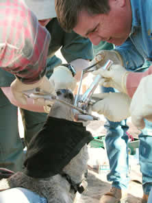 Officer Pat Mathis of New Mexico Game & Fish performs biopsy of deer tonsil for signs of Chronic Wasting Disease