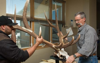 Though this bull will not make the record book, the official score sheet will be kept on file by the Boone and Crockett Club.