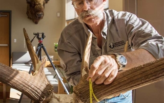 Eric M. Rominger, PhD, Bighorn Sheep Biologist and official Boone and Crockett Club Measurer scores bull harvested during the 2015-2016 season in GMU 15 New Mexico.