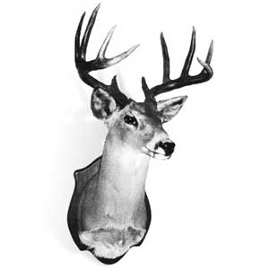 New Mexico record Coues whitetail deer, taken by Victor P. Giacoletti, Jr. in Grant County, 1981. (Photograph courtesy of the Boone and Crockett Club)