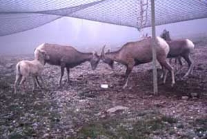 Bighorn ewes and lambs gather under the New Mexico Game and Fish net.