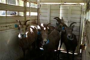 Bighorn sheep in the New Mexico Game and Fish transport trailer.