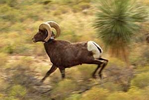 Desert bighorn ram released with New Mexico Game and Fish radio collar.