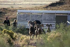 Desert bighorn rams after New Mexico Game and Fish release .