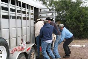 Loading desert bighorn into the New Mexico Game and Fish transport trailer.