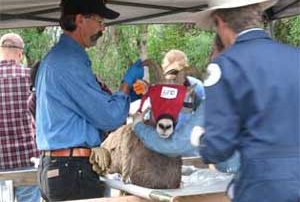 New Mexico Game and Fish processing a desert bighorn prior to transport.