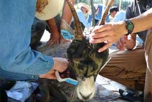 New Mexico Game and Fish  biologists place a radio collar on a bighorn ewe.