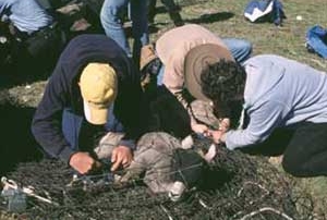 New Mexico Game and Fish  crew works to extract a bighorn lamb from the net.