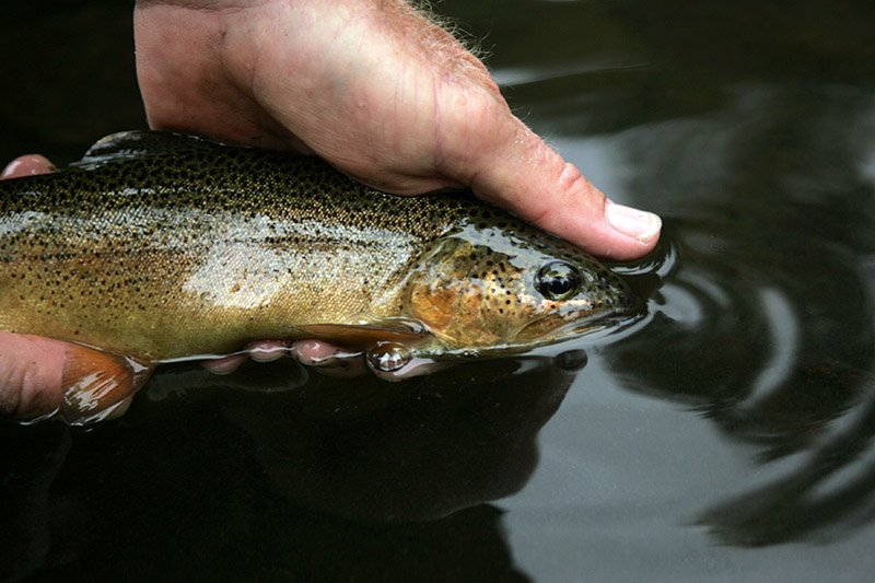 Gila Trout Angling Regulations - New Mexico Game & Fish - Photo G. McReynolds