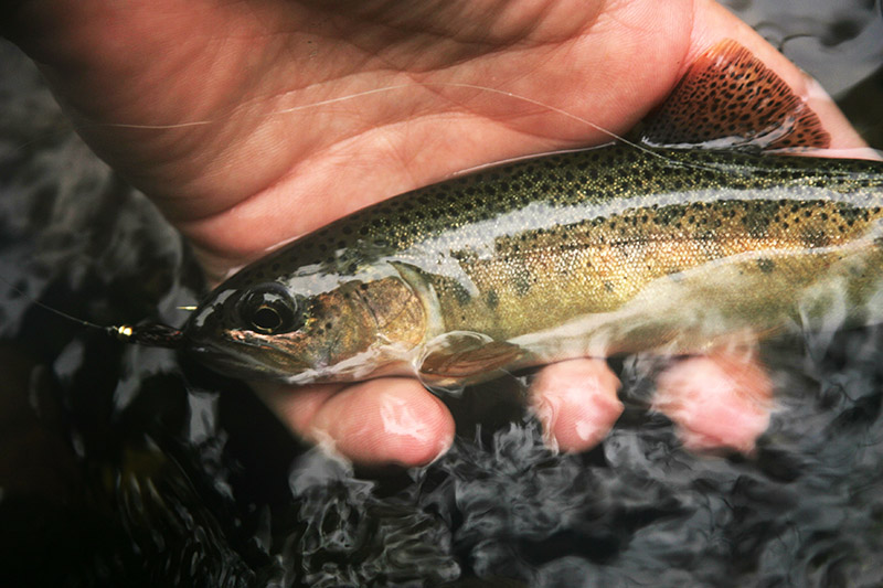 Gila Trout Angling Regulations - New Mexico Game & Fish - Photo G. McReynolds