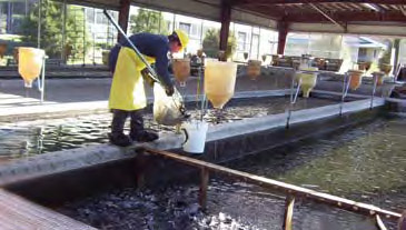 Red River Fish Hatchery near Taos - New Mexico Department of Game & Fish