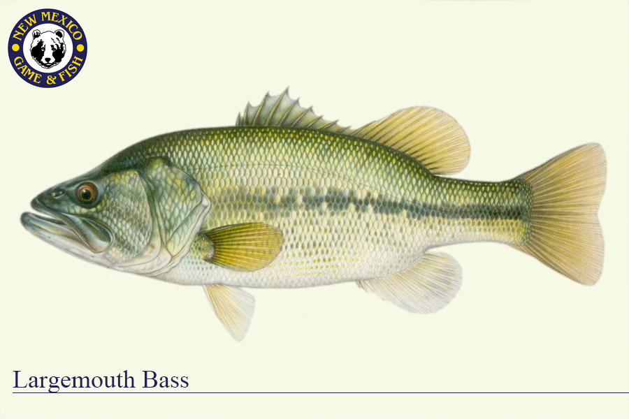 Pre-Spawn Largemouth in the Backwaters - On The Water