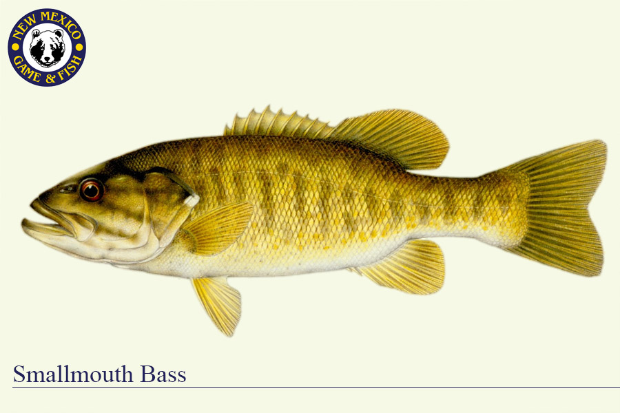 Smallmouth Bass Fish Illustration - New Mexico Game & Fish 
