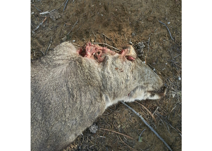 how to cut off deer antlers