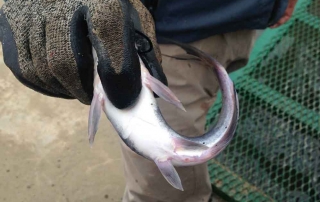 Channel catfish immediately after freeze branding - (New Mexico Game and Fish).