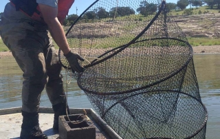 New Mexico Game and Fish  biologist setting baited hoop nets to recapture marked channel catfish.