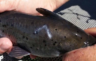 Channel catfish several months after freeze branding - (New Mexico Game and Fish).