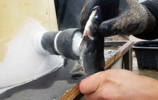 Channel catfish being marked by freeze branding - (New Mexico Game and Fish).