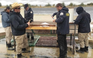 New Mexico Game and Fish - Fisheries Management Division crew fin clipping and freeze branding catfish.