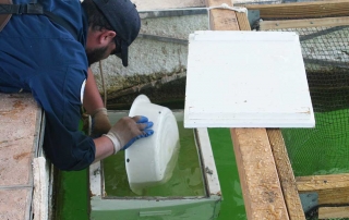 New Mexico Game and Fish department staff carefully placing walleye eggs into hardening box.