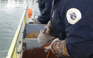 New Mexico Game and Fish  department staff gently squeezing eggs from a female kokanee salmon.