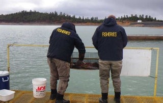 New Mexico Game and Fish  department staff spawning kokanee salmon on the trap at Heron Reservoir.