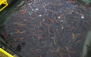 Thousands of kokanee salmon in trap ready to be spawned - (New Mexico Game and Fish).