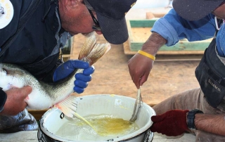 New Mexico Game and Fish department staff gently squeezing eggs from a large female walleye.