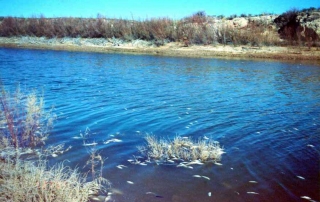 Fish kill caused by golden algae bloom along the lower Pecos River near Carlsbad, NM - (New Mexico Game and Fish).