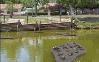 Floating island planted with aquatic plants to filter water and reduce nutrients to control golden algae.