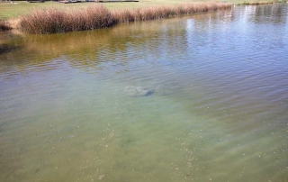 Golden algae bloom in southeast NM, notice the dark “tea stained” color change.