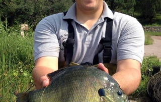 Nice sized bluegill captured during a population survey - (New Mexico Game and Fish).