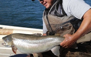 Huge brown trout captured during a population survey at Navajo Reservoir - (New Mexico Game and Fish).