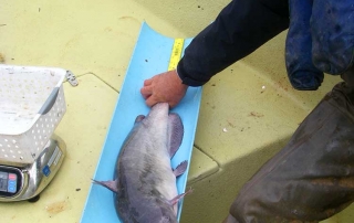 New Mexico Game and Fish biologist measuring a large channel catfish.