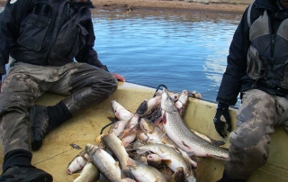 Population survey being conducted on Eagle Nest Lake - (New Mexico Game and Fish).