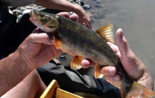 Large headwater chub captured during a population survey in the Gila watershed - (New Mexico Game and Fish).