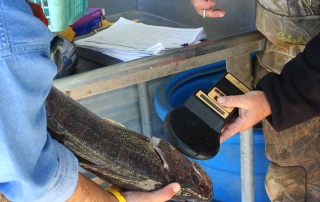 New Mexico Game and Fish biologists scanning a walleye for an identification tag during a mark-recapture study.