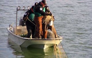 New Mexico Game and Fish department staff conducting a fall gill net survey on the Maxwell Lakes.