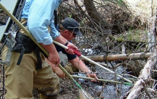 New Mexico Game and Fish biologists electrofishing a small mountain stream for Rio Grande cutthroat trout.