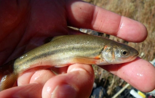 Adult Rio Grande chub captured during a population survey on the Pecos River - (New Mexico Game and Fish).