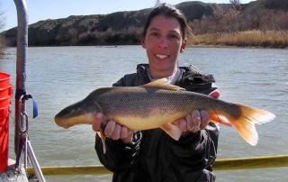 Razorback sucker captured during an electrofishing survey in the San Juan - (New Mexico Game and Fish).