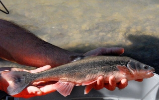 Adult roundtail chub capture during an electrofishing survey on the lower San Juan River - (New Mexico Game and Fish).