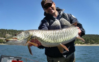 Large tiger muskie captured during a population survey at Quemado Lake - (New Mexico Game and Fish).