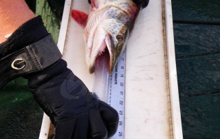 Tubing a tiger muskie to extract stomach contents for a diet study - (New Mexico Game and Fish).
